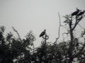 dvc00637.jpg