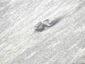 dvc00694.jpg