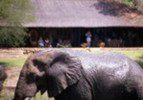 MotswariElephant_small.jpg